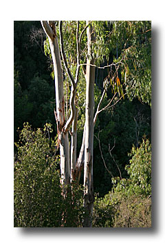 eucalyptus - cliché e.arbez