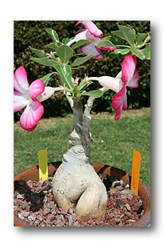 adenium