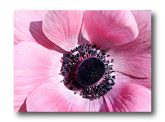anemone - Cliché e.arbez