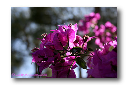 bougainvillée