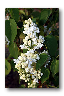 lilas blanc