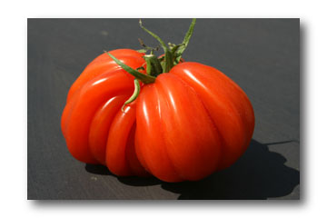 tomate coeur de boeuf