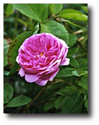 rose centifollia