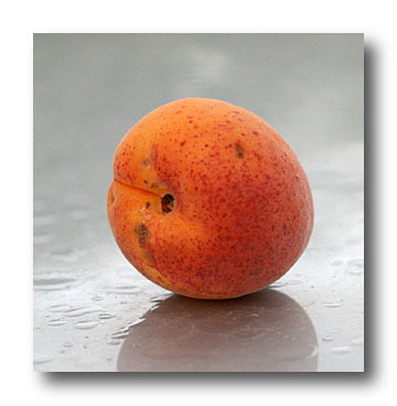 abricot suchet - cliché e.arbez