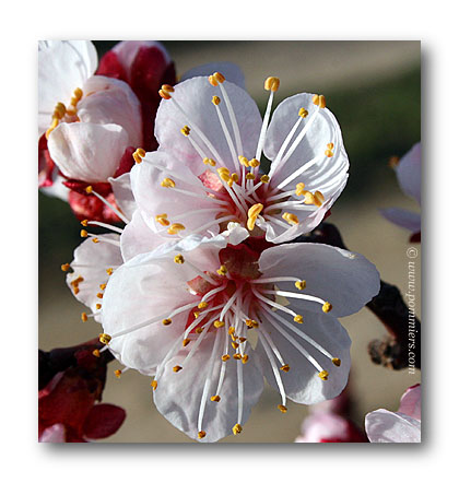 abricotier hargrand fleur