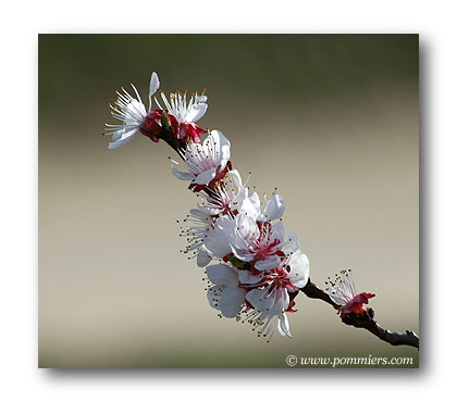 abricotier hargrand floraison