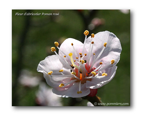 floraison abricotier poman  rosé