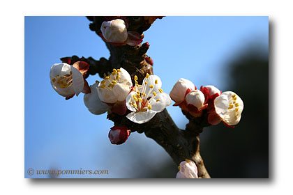 fleur abricot lambertin