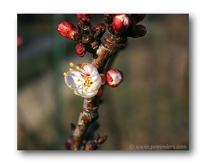 fleur abricot lambertin