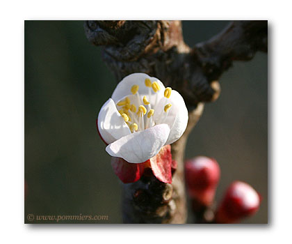 fleur abricotier lambertin