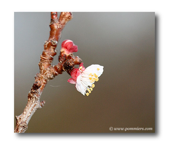 fleur abricotier