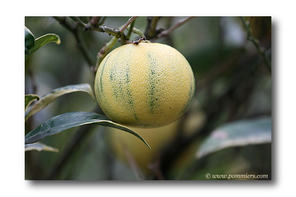 oranger panaché