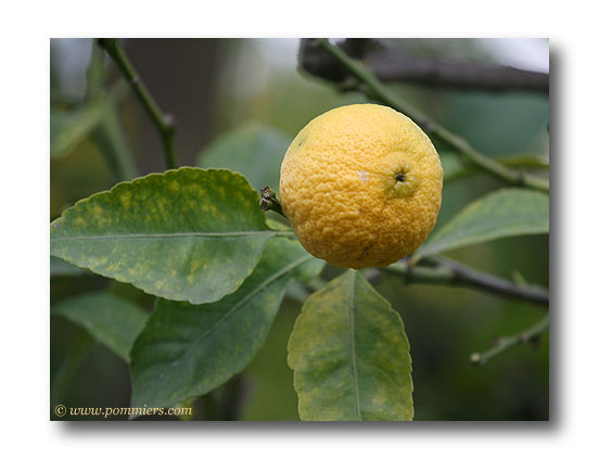 citron eureka