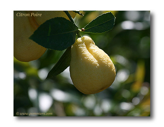 citron Poire