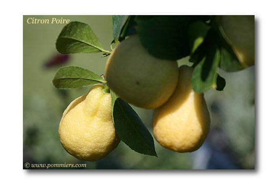 citronnier Poire