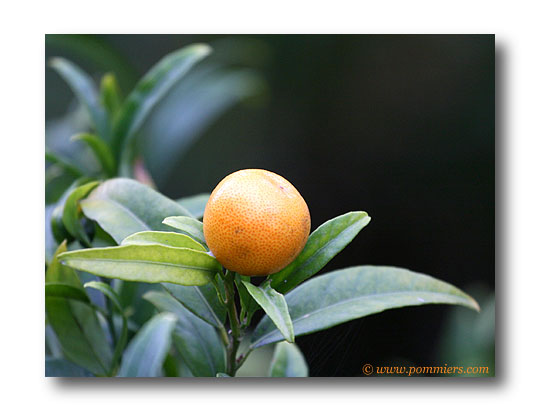 clementine Caffin