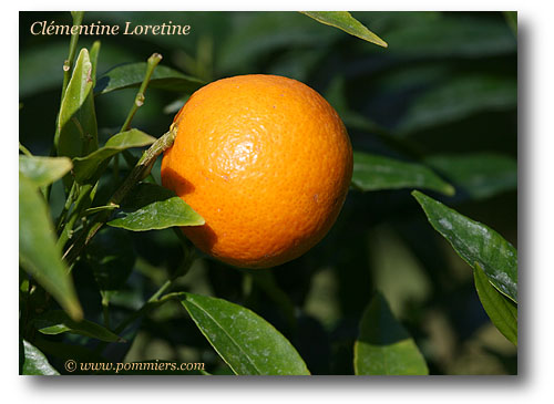 Clementine Loretine