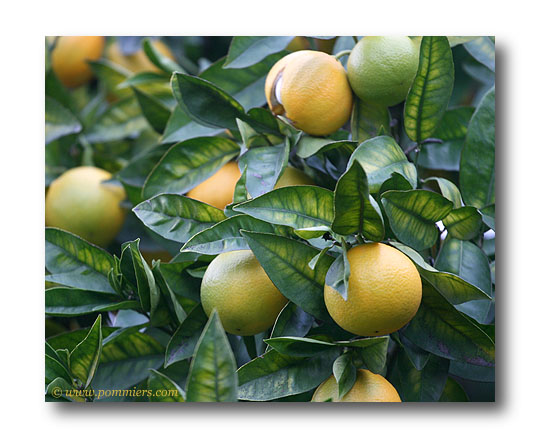 Oranger et orange Maltaise sanguine