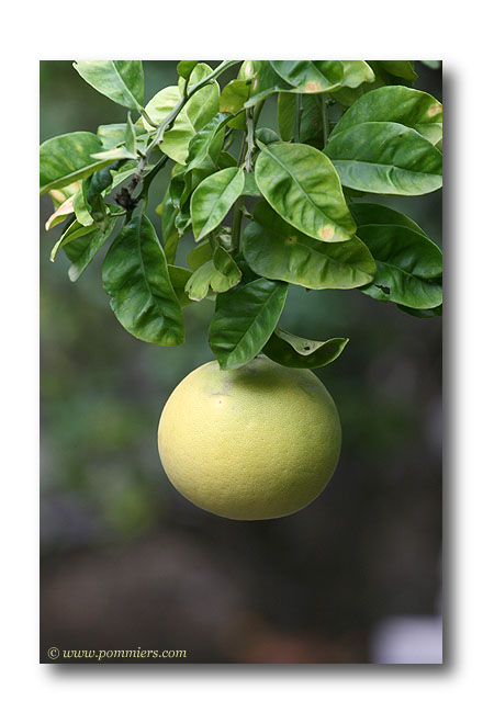 Citrus maxima