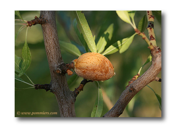 amandier et amande Flots