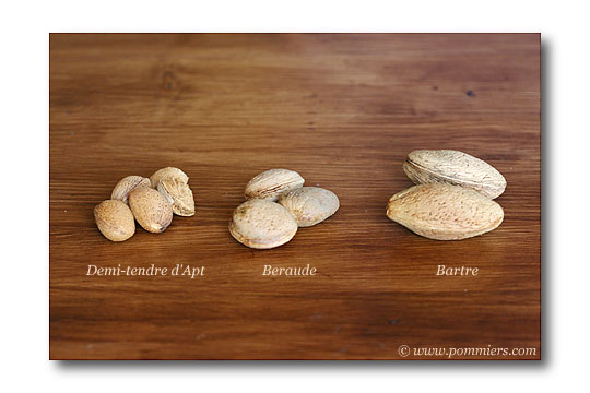 Comparaison grosseur des amandes