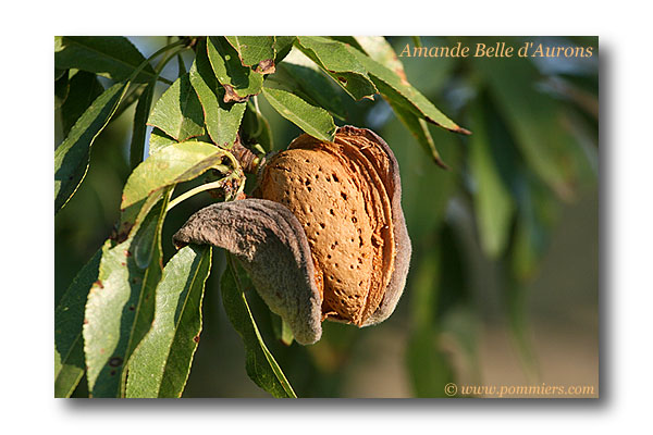 Belle d'Aurons