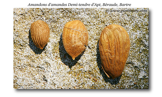 Comparaison taille des amandons