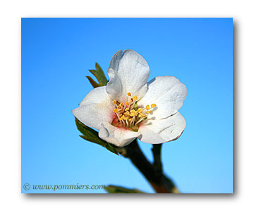 amandier en fleur