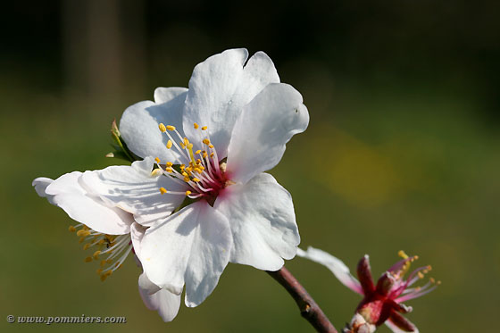 Fleur amandier Tournefort