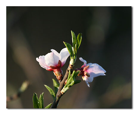 Fleur amandier pointue d'Aureille