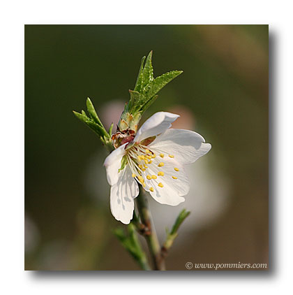 Fleur amandier Fournat de Brezeneaud