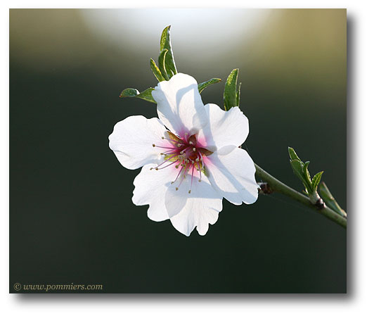 Fleur d'amandier Fournat de Brezeneaud