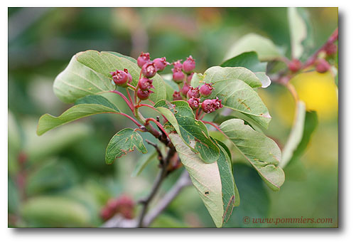 Amelanchier