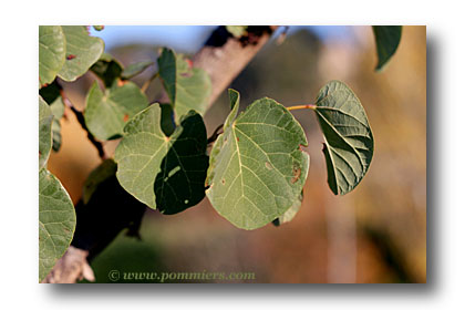 cercis ou abre de judée