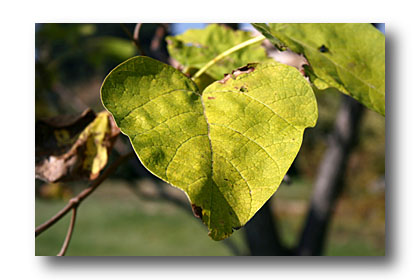 catalpa