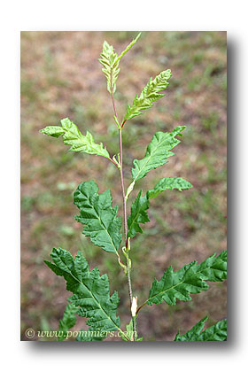 carpinus betulus quercifolia