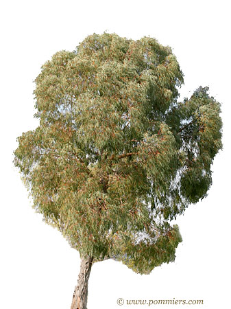 Eucalyptus Nicholii