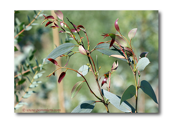 Eucalyptus Niphophila