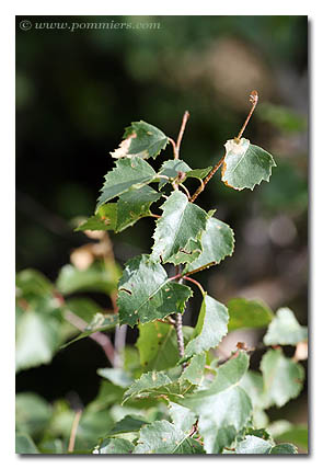 feuilles de bouleau