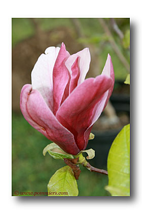 magnolia