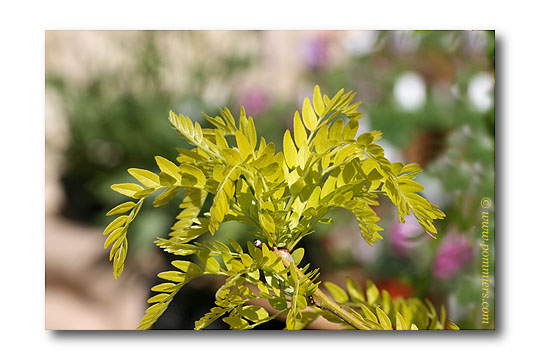 Gleditsia triacanthos sunburst