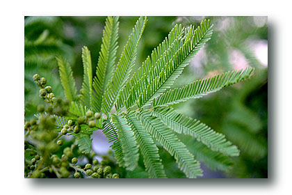 mimosa feuille