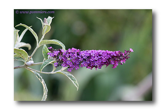 Buddleja