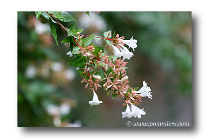 abelia