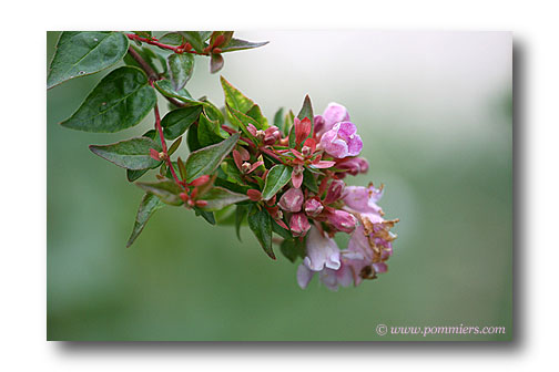 abelia