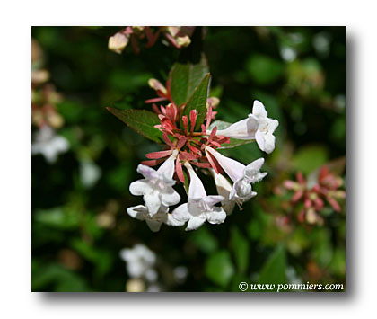abelia