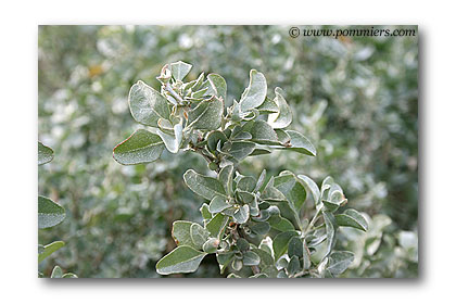 atriplex