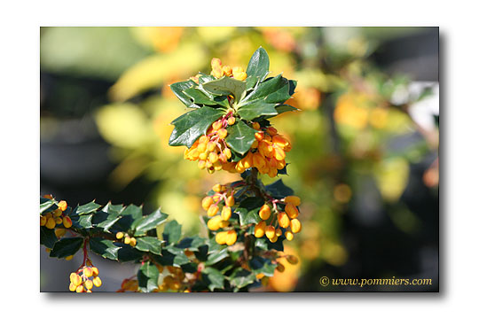 Berberis x lologensis Mystery Fire