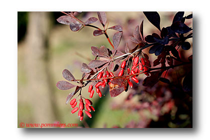 berberis ou epine vivette