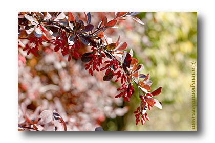 berberis